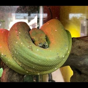 Meet your Posher, Venessa